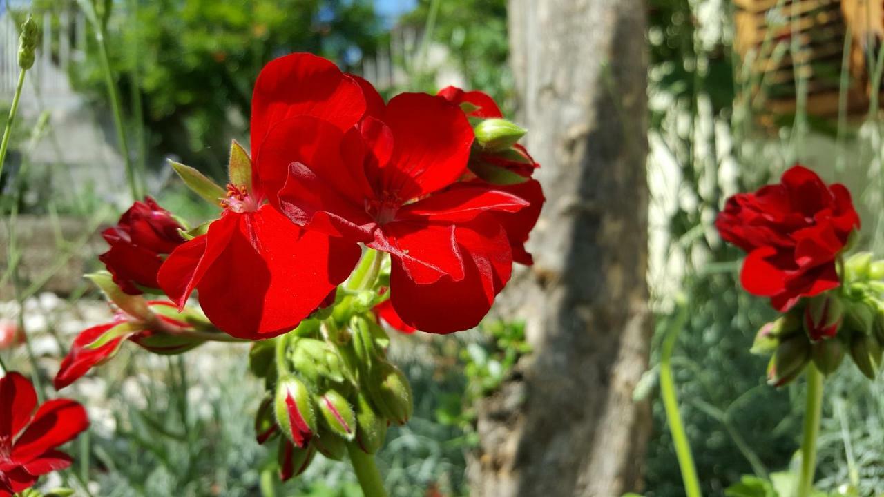 שיבניק Barone 4 You מראה חיצוני תמונה